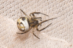 Neoscona adianta