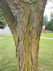 Gleditsia triacanthos