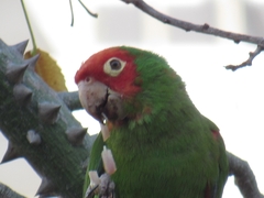 Psittacara erythrogenys