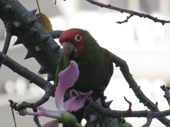 Psittacara erythrogenys