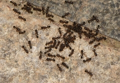 Tetramorium tsushimae