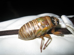 Cryptotympana facialis