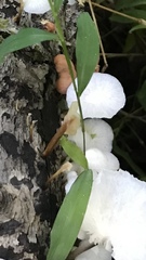 Spathulariopsis velutipes