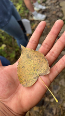 Populus deltoides