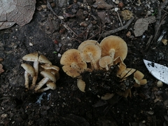 Pholiota terrestris