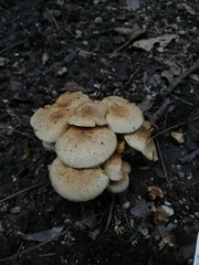 Pholiota terrestris
