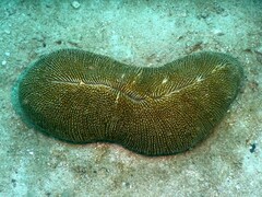 Ctenactis crassa