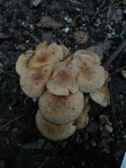 Pholiota terrestris