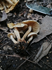 Pholiota terrestris
