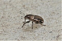 Naupactus peregrinus