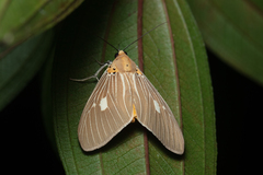 Asota plaginota