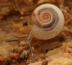 Meredithena dandenongensis