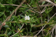 Delosperma ecklonis