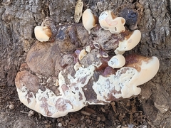 Ganoderma resinaceum