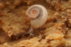 Meredithena dandenongensis