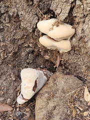 Ganoderma resinaceum