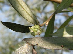 Rabdophaga rosaria