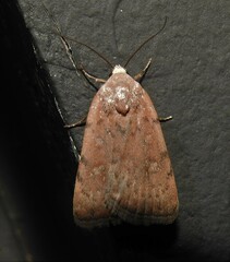 Micrathetis triplex