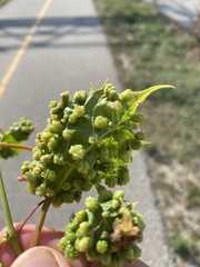 Daktulosphaira vitifoliae