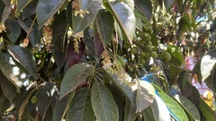 Elaeocarpus serratus