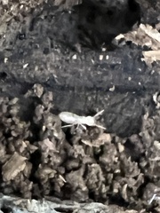 Reticulitermes flavipes