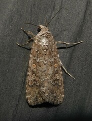 Spodoptera exigua