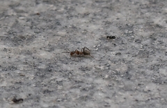 Formica cunicularia