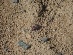 Cicindela limbata labradorensis