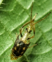Hylicinae