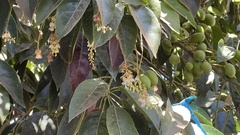 Elaeocarpus serratus