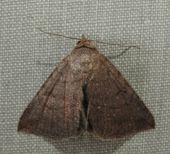 Lesmone griseipennis