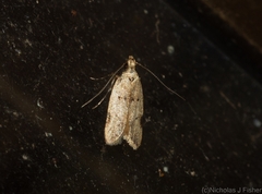 Atheropla nigricincta
