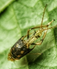 Hylicinae