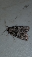Acronicta tristis
