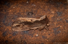 Hylaeora capucina