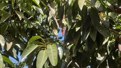 Elaeocarpus serratus