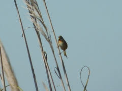 Schoeniophylax phryganophilus
