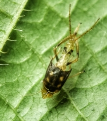 Hylicinae