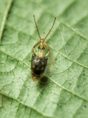 Hylicinae