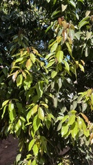 Elaeocarpus serratus