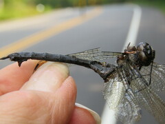 Somatochlora elongata