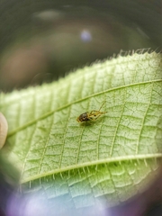 Hylicinae
