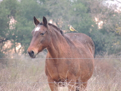 Machetornis rixosa