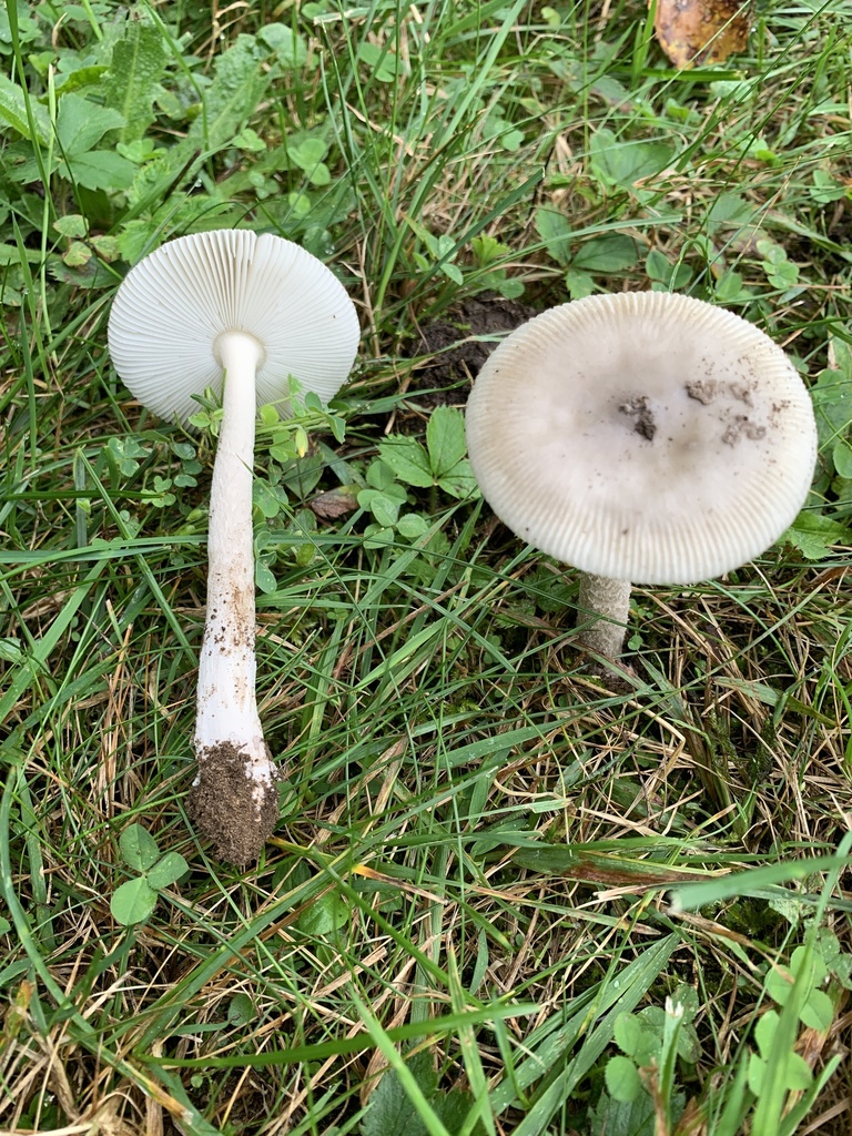 Amanita leptorhacopus