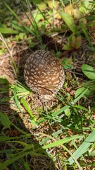 Pantherinae