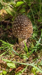 Pantherinae