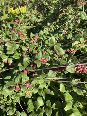 Symphoricarpos orbiculatus