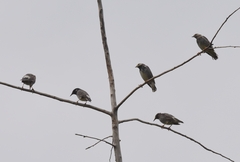 Spodiopsar cineraceus