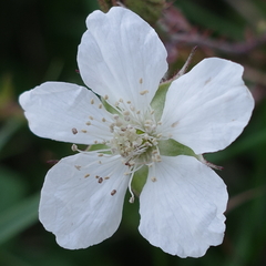 Rubus caesius