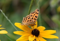 Polygonia c-aureum